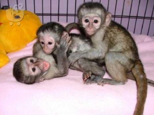 PoulaTo: Υπέροχη υπέροχη μαϊμού Capuchin για υιοθεσία